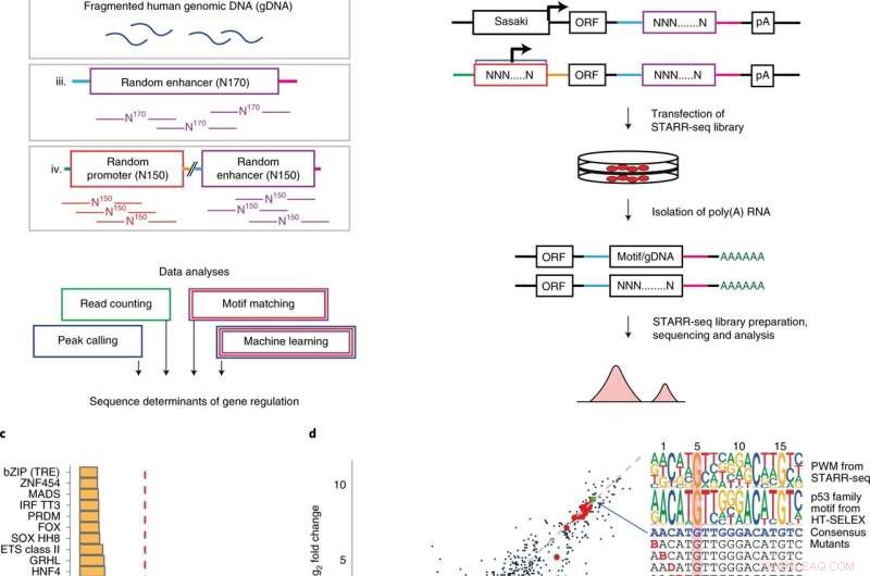 Understanding Gene Regulation: New Insights into the Grammar of Human Genes