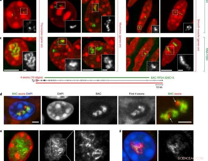 Understanding Gene Organization: Spatial Arrangement of Eukaryotic Genes