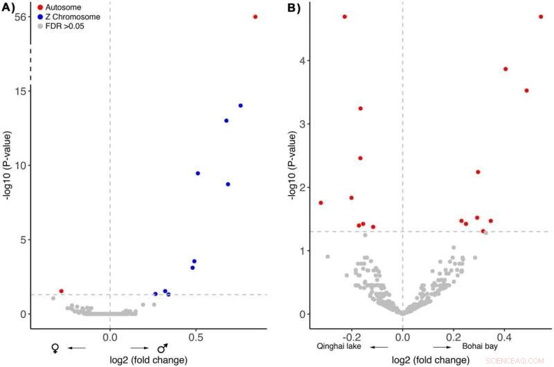 Sex Differences in Bird Immune Systems: Research on Kentish Plovers