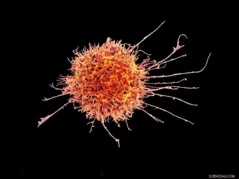 How Natural Killer Cells Combat COVID-19 Infection