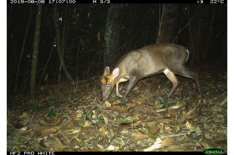 Camera Trap Surveys Reveal Insights on Threatened Annamite Endemics in Vietnam & Laos