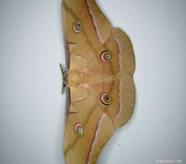 Bat-Moth Evolutionary Arms Race: A Story of Survival