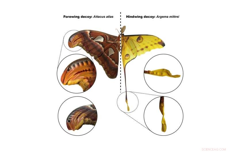 Bat-Moth Evolutionary Arms Race: A Story of Survival