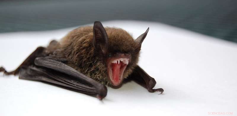 Bat-Moth Evolutionary Arms Race: A Story of Survival