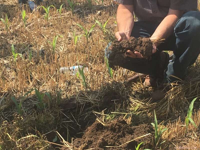 Optimizing Corn Yields: On-Farm Best Practices & Soil Health