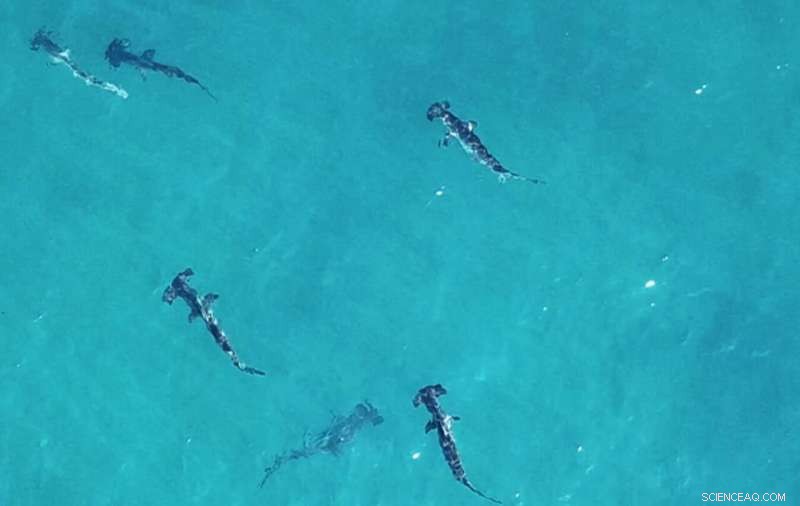 Critically Endangered Hammerhead Sharks Discovered Off Perth Coast