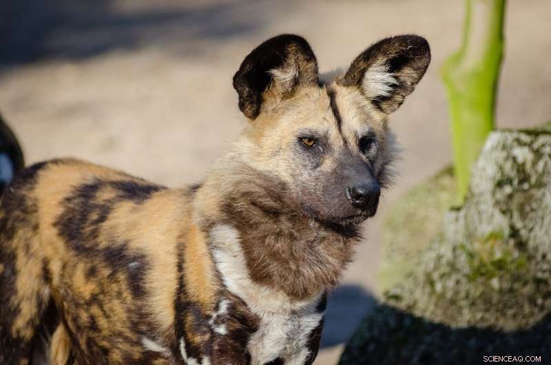 The Surprisingly Social World of African Wild Dog Feeding