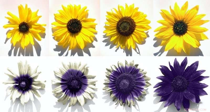 Sunflower UV Patterns: Attracting Pollinators & Conserving Water