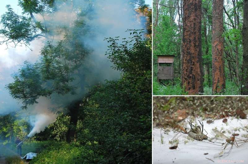 Impact of Climate Change on Beetle Populations and Forest Health