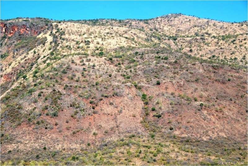 Hydraulic vs. Mechanical Traits in Chinese Savanna Plants: An Ecological Study