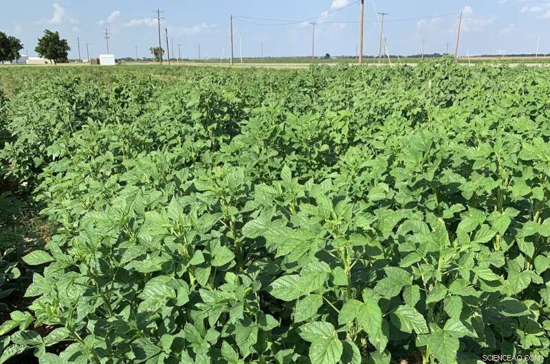 Drought-Resistant Guar Crop: Boosting Wheat Production & Reducing Costs