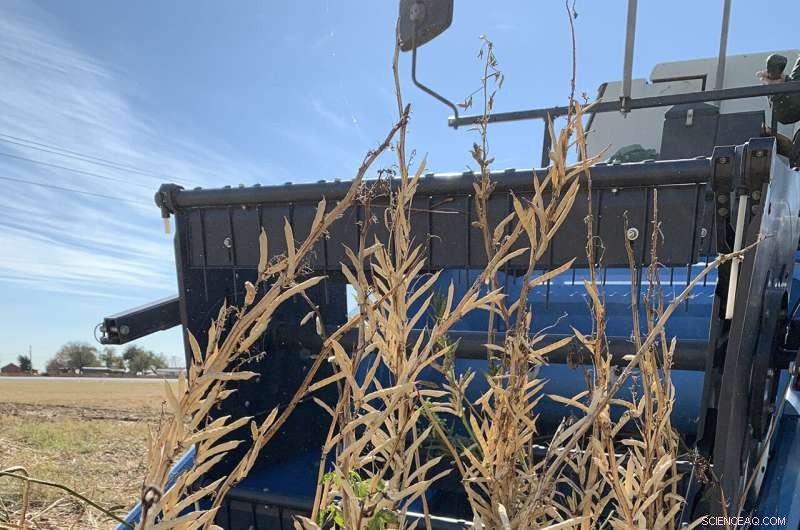 Drought-Resistant Guar Crop: Boosting Wheat Production & Reducing Costs