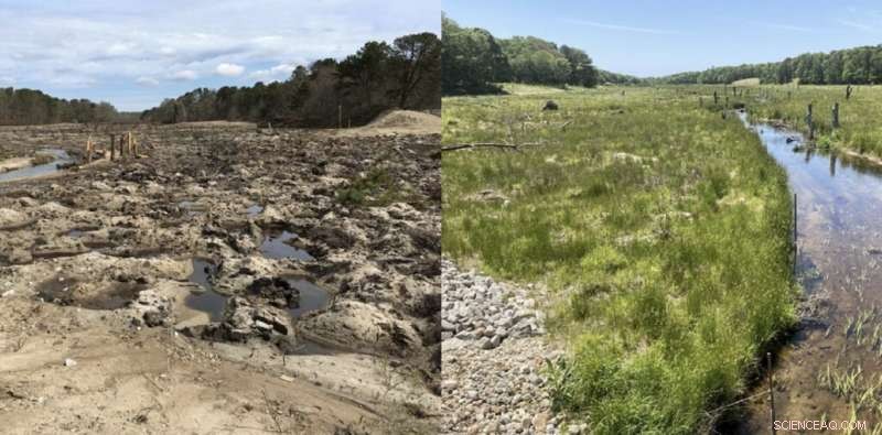 Cranberry Bog Restoration: A Year of Transformation - Falmouth, MA