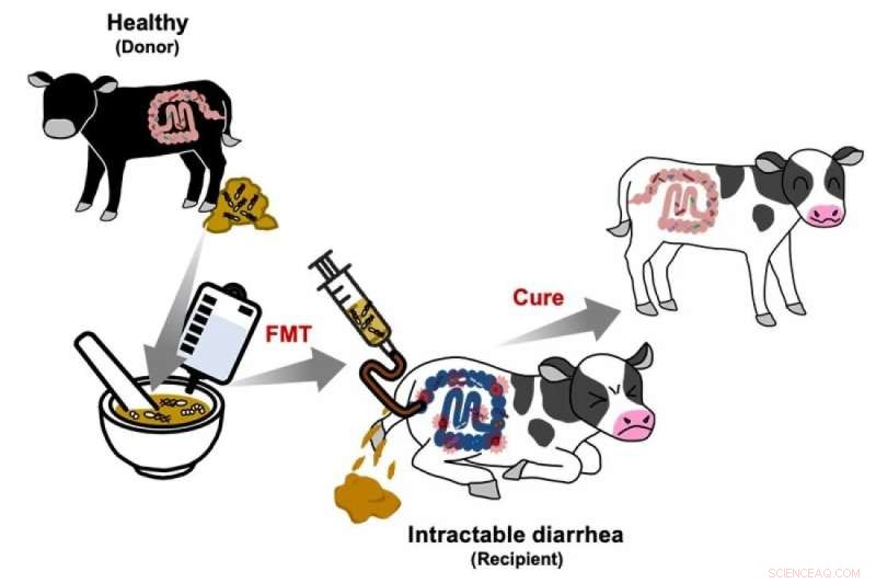 Fecal Microbiota Transplantation (FMT) for Calves: A Novel Approach to Intractable Diarrhea