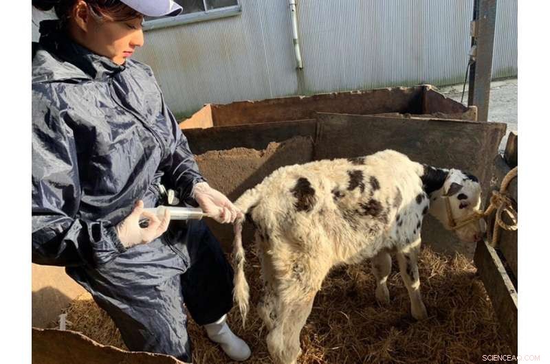 Fecal Microbiota Transplantation (FMT) for Calves: A Novel Approach to Intractable Diarrhea