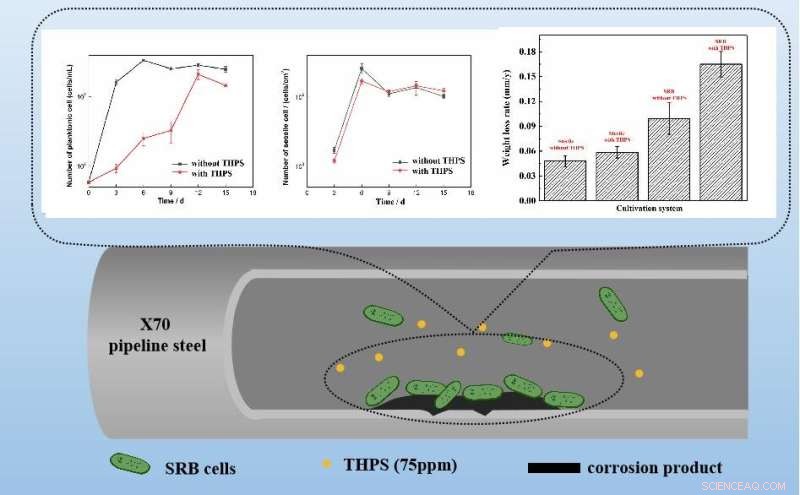 Sulfate-Reducing Bacteria Response to Biocides: A Key to Corrosion Control