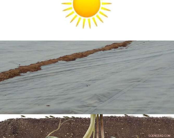 Impact of Plastic Films on Soil Microbes & Pest Control in Chinese Chives