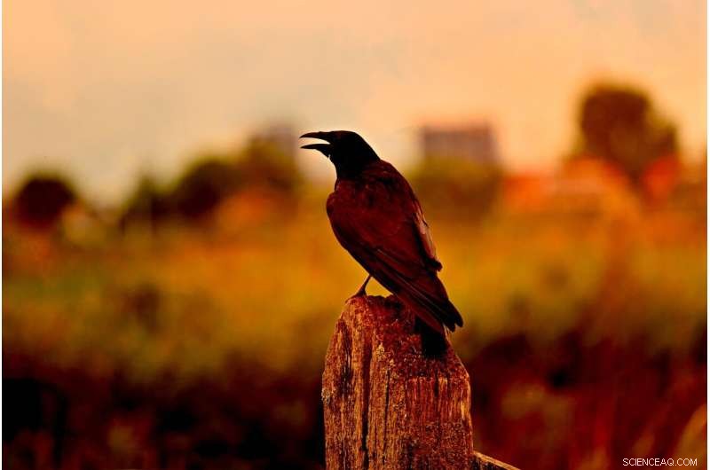 Bird Sex Chromosomes: A Reservoir for Transposable Elements