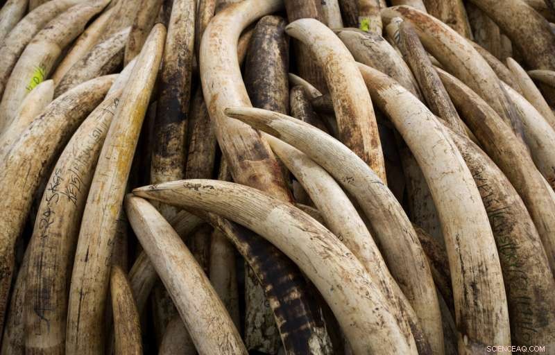 DNA Analysis Traces Elephant Ivory Trafficking Networks to Specific Populations