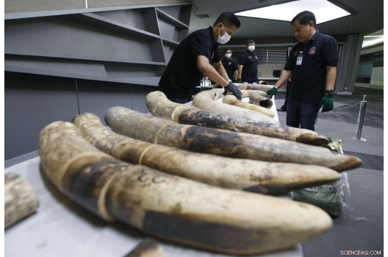 DNA Analysis Traces Elephant Ivory Trafficking Networks to Specific Populations