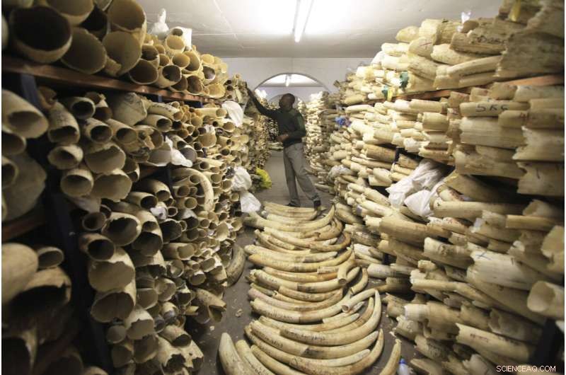 DNA Analysis Traces Elephant Ivory Trafficking Networks to Specific Populations