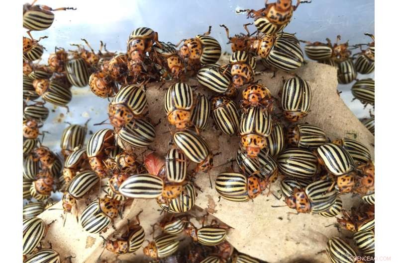 Colorado Potato Beetle Resistance: Understanding the  Super Pest  and Future Strategies