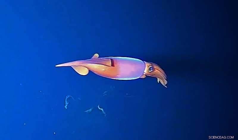 Atlantic Cod and Squid Discovered in Central Arctic Ocean – Unexpected Find!