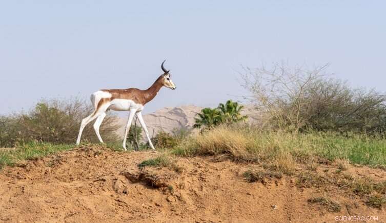 Restoring Ecosystems: The Potential of Reintroducing Large Mammals