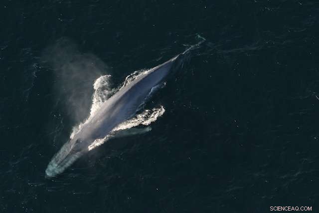 Decoding Blue Whale Behavior: New Insights from Underwater Soundscapes