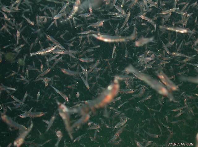 Decoding Blue Whale Behavior: New Insights from Underwater Soundscapes