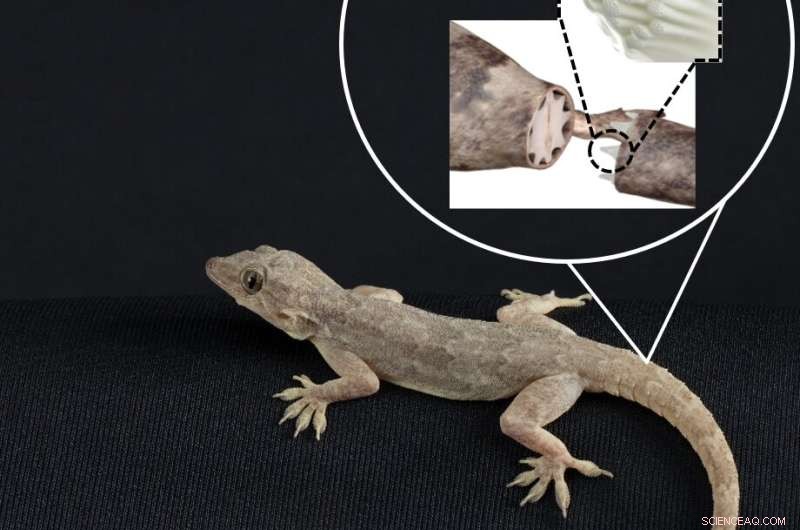 Lizard Tail Autotomy: The Science Behind Tail Shedding for Predator Evasion