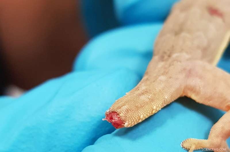 Lizard Tail Autotomy: The Science Behind Tail Shedding for Predator Evasion