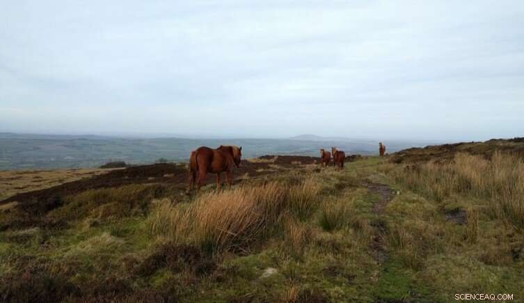 Ancient Plant Fossils Reveal Early Land Colonization