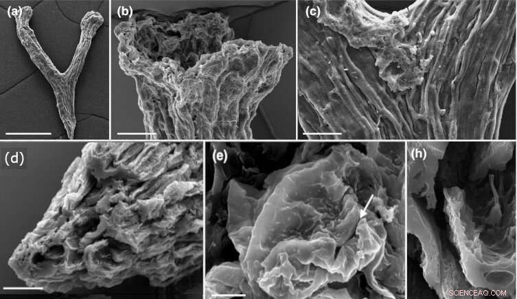 Ancient Plant Fossils Reveal Early Land Colonization