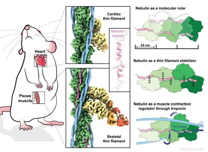 High-Resolution 3D Image Reveals Muscle Protein Nebulin Structure