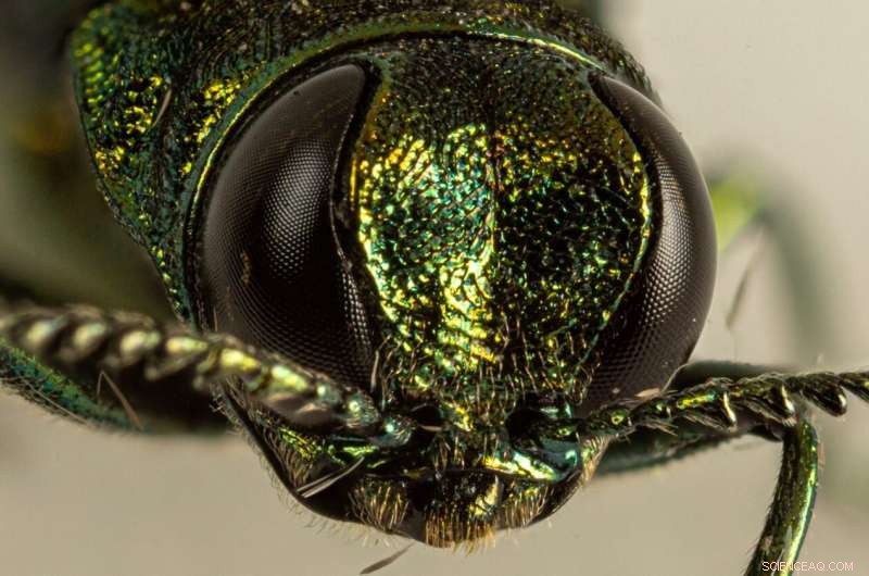 Emerald Ash Borer Survival: Can it Survive Polar Vortex Freezes?