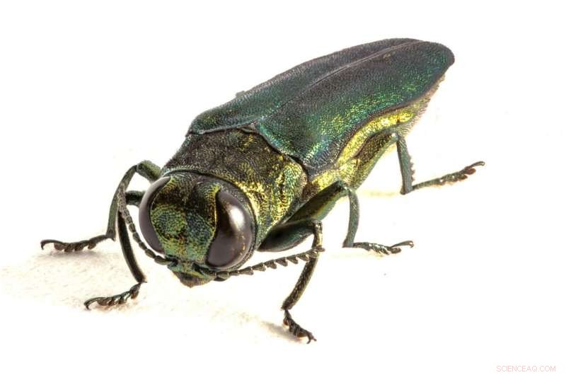 Emerald Ash Borer Survival: Can it Survive Polar Vortex Freezes?