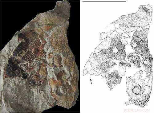 New Sea Scorpion Species Discovered in Queensland Museum Collection