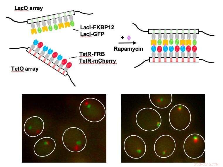 CICI: A Novel Method for Investigating 3D Chromosome Function