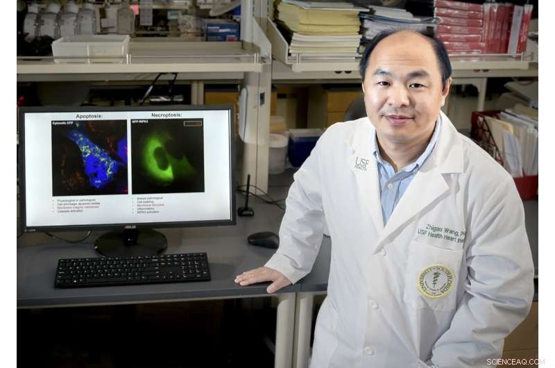 USF Health Researchers Discover Key Protein Complex in Cell Death Regulation