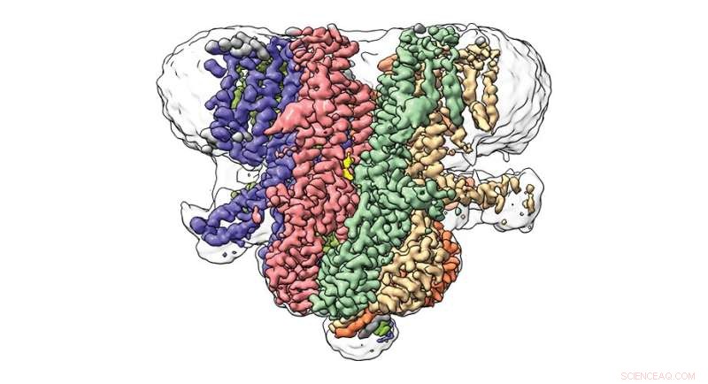 Decoding Venus Flytrap s Snap: Scientists Uncover Key Protein Structure