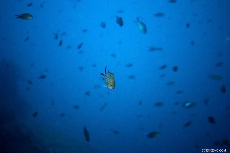 Unraveling Underwater Sounds: Discovering the Mysteries of Marine Life