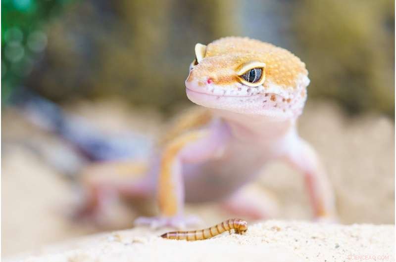 Expert Herpetologist Discovers Ancient Lizard Species