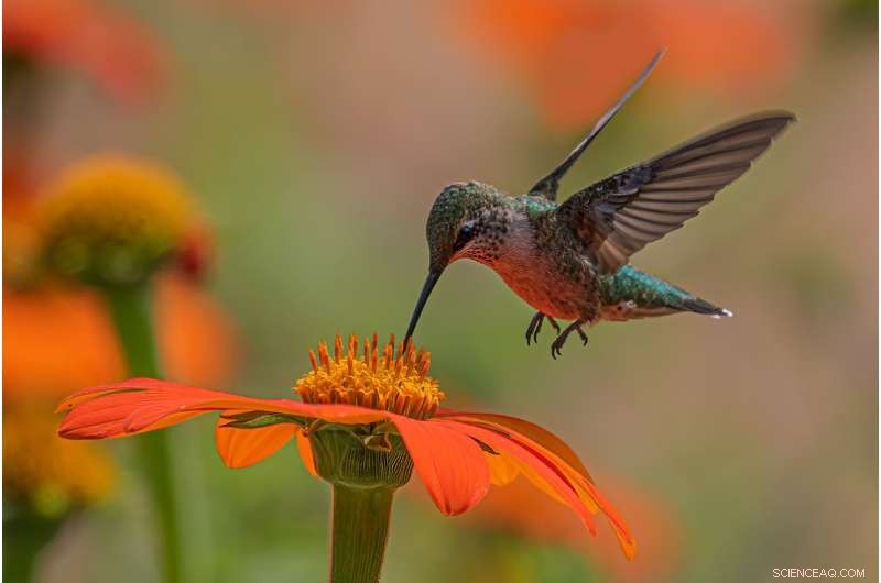Bird Pollination: Evolutionary Advantages and Mechanisms