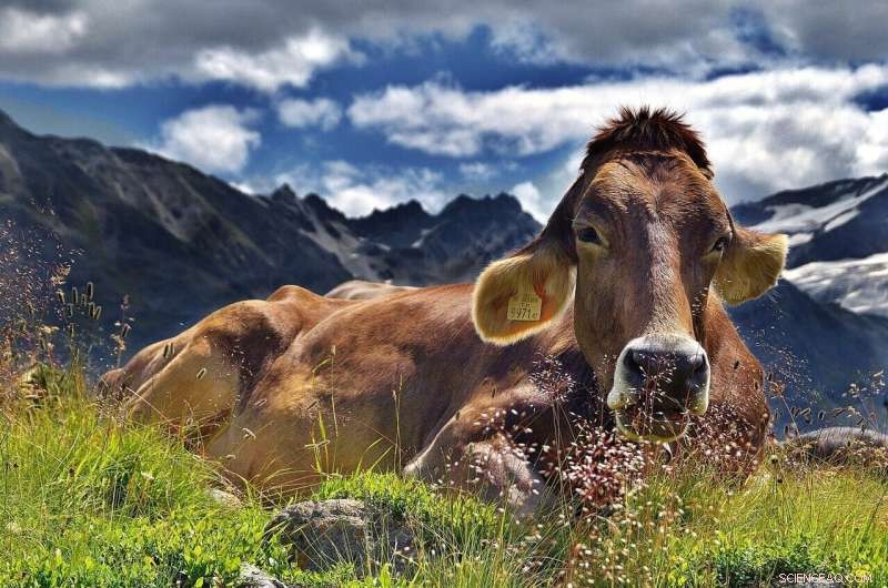 Drought-Resilient Grasslands: How Grazing Mimics Nature for Conservation