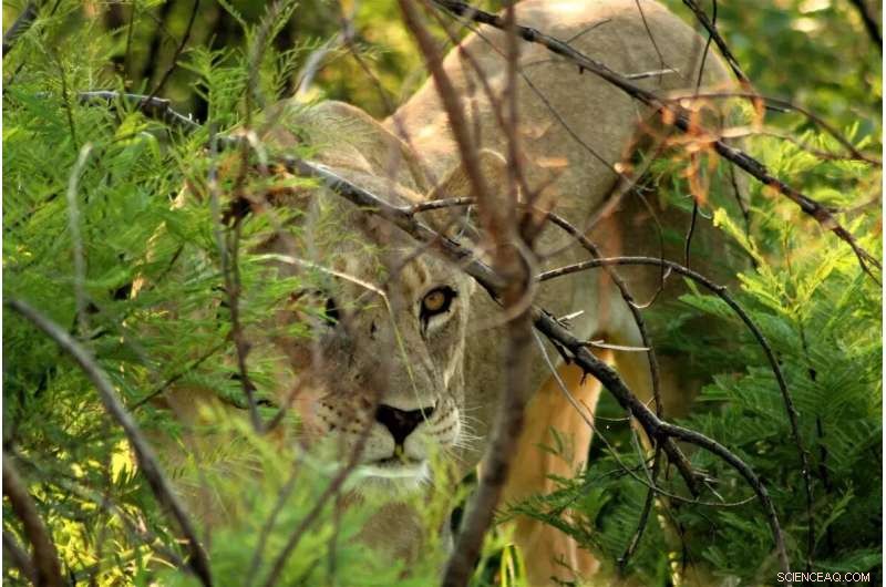 Elephant Calf Vulnerability: How Trauma Impacts Threat Assessment
