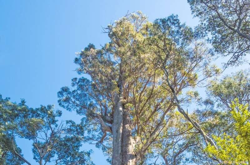 Tasmanian Eucalyptus Forests Stop Absorbing Carbon in Heatwaves - Climate Change Impact