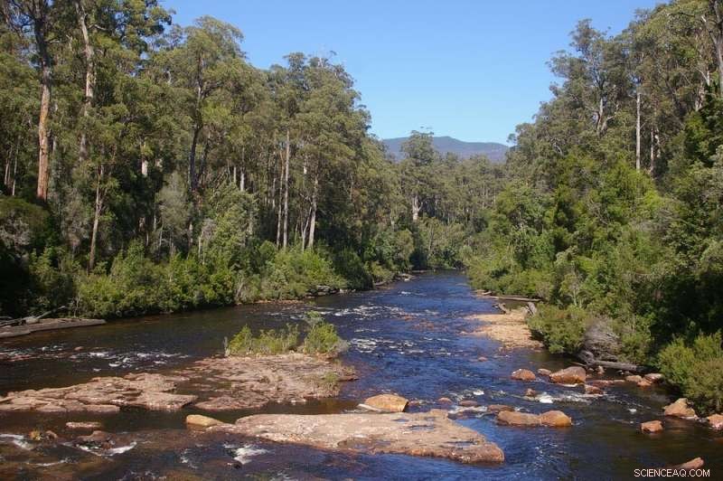 Tasmanian Eucalyptus Forests Stop Absorbing Carbon in Heatwaves - Climate Change Impact
