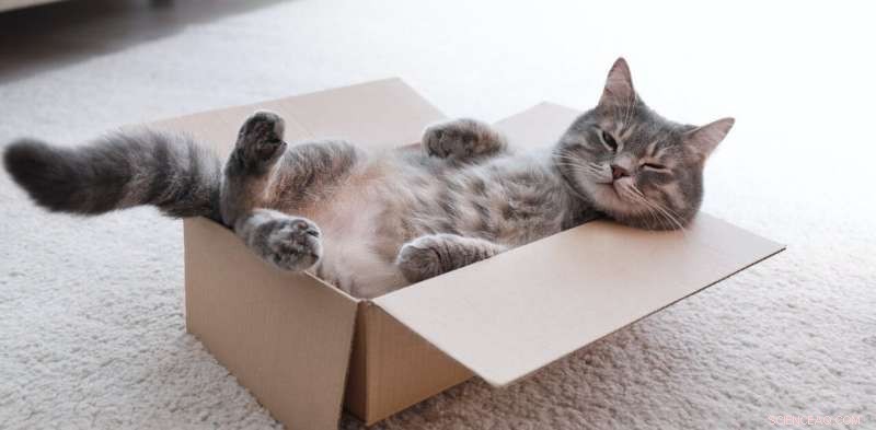 Adopting a Cat: 5 Essential Considerations for New Owners