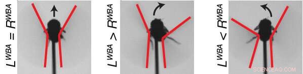 Fruit Flies: Surprisingly Complex Cognitive Abilities Revealed
